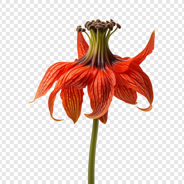 PSD crown imperial flower isolated on transparent background