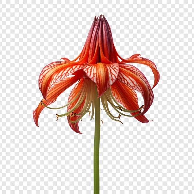 Crown imperial flower isolated on transparent background