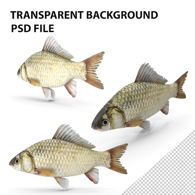 PSD crucian carp fish png