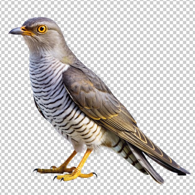 PSD cuckoo on transparent background