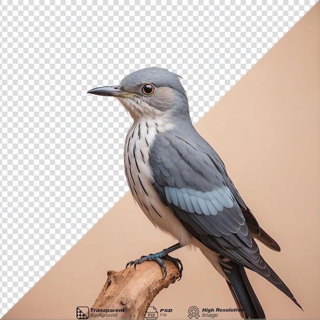 PSD cuckoos bird isolated on transparent background