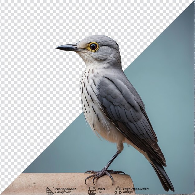 PSD cuckoos bird isolated on transparent background