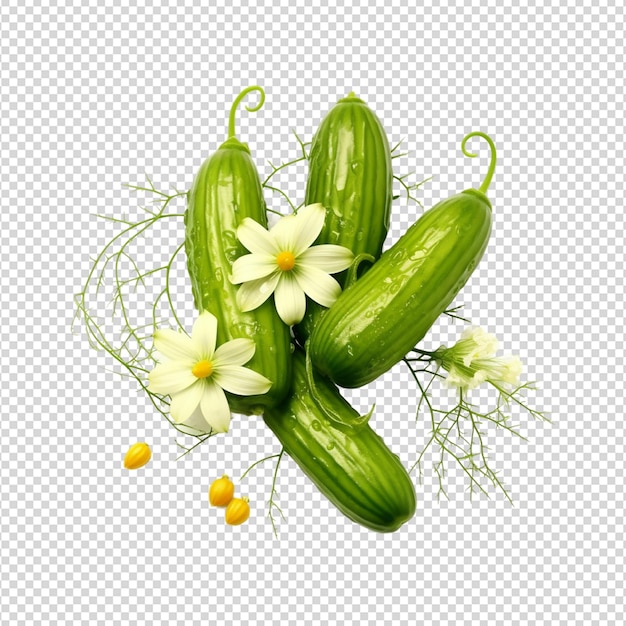 PSD cucumber isolated