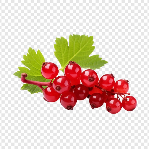 Currant isolated on transparent background