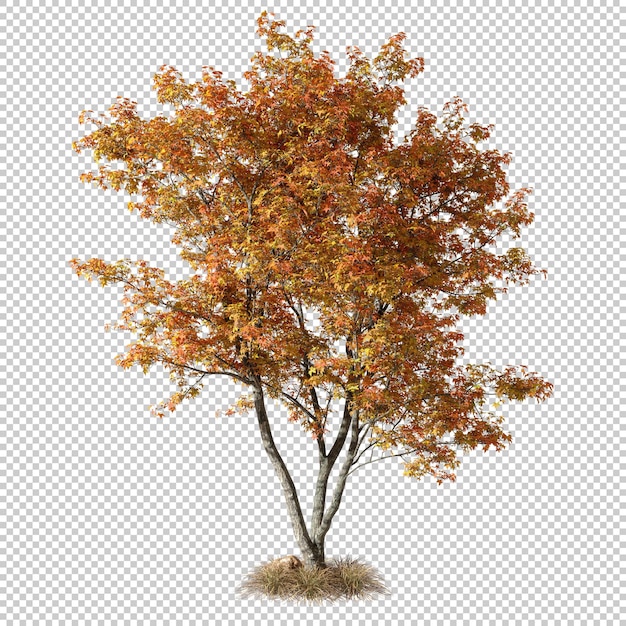 Cut out autumn tree yellow and orange foliage on grass 3d rendering