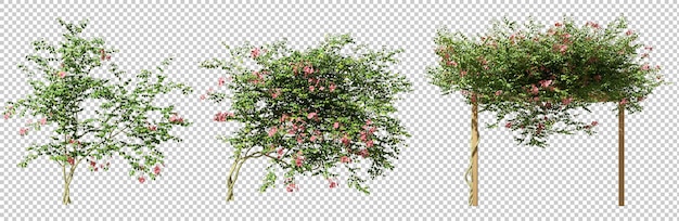 Cut out bush ivy flowery plants 3d rendering