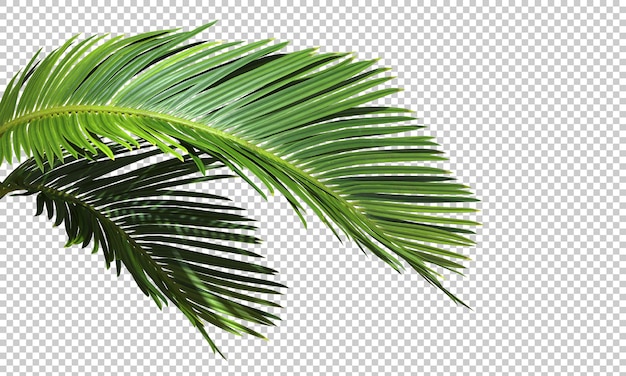 Cut out palm leaves foliage transparent backgrounds 3d rendering