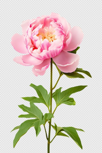 PSD cut out peony flower isolated on white