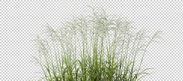 PSD cut out prairie grass field 3d rendering