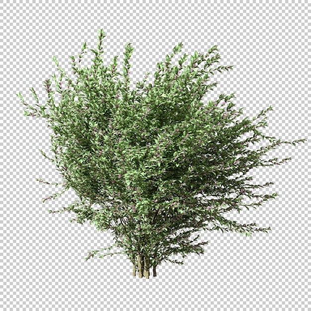 Cut out shrubs tree shape on transparent backgrounds 3d rendering