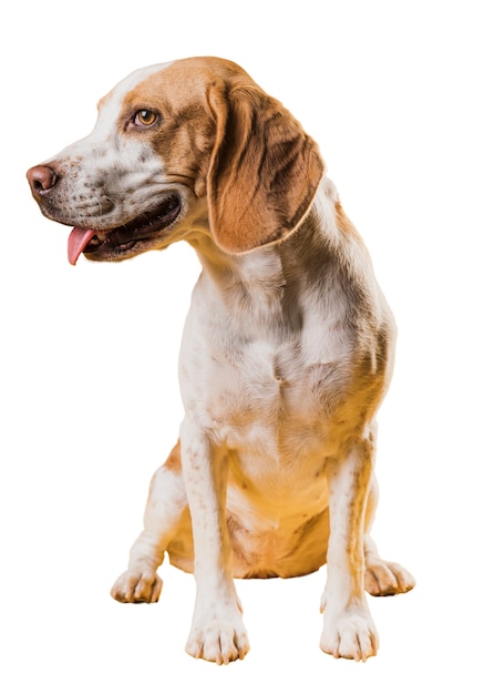 Cute brown and white dog scene