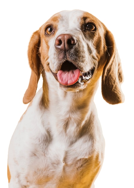 Cute brown and white dog scene