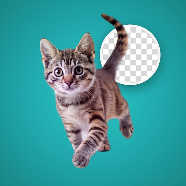 Cute cat 3d rendering