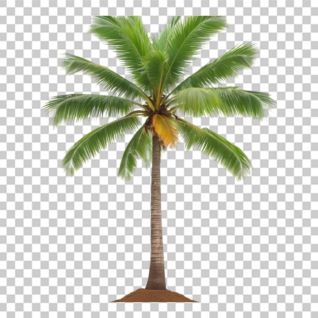 PSD a cute coconut tree transparent background