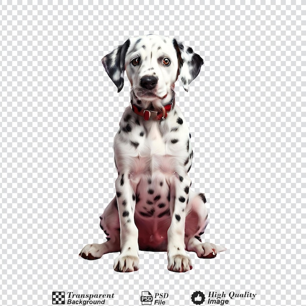 PSD cute dalmatian sitting isolated on transparent background