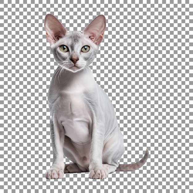 PSD cute donskoy cat breed isolated on a transparent background