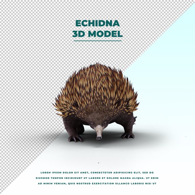 PSD cute echidna animal