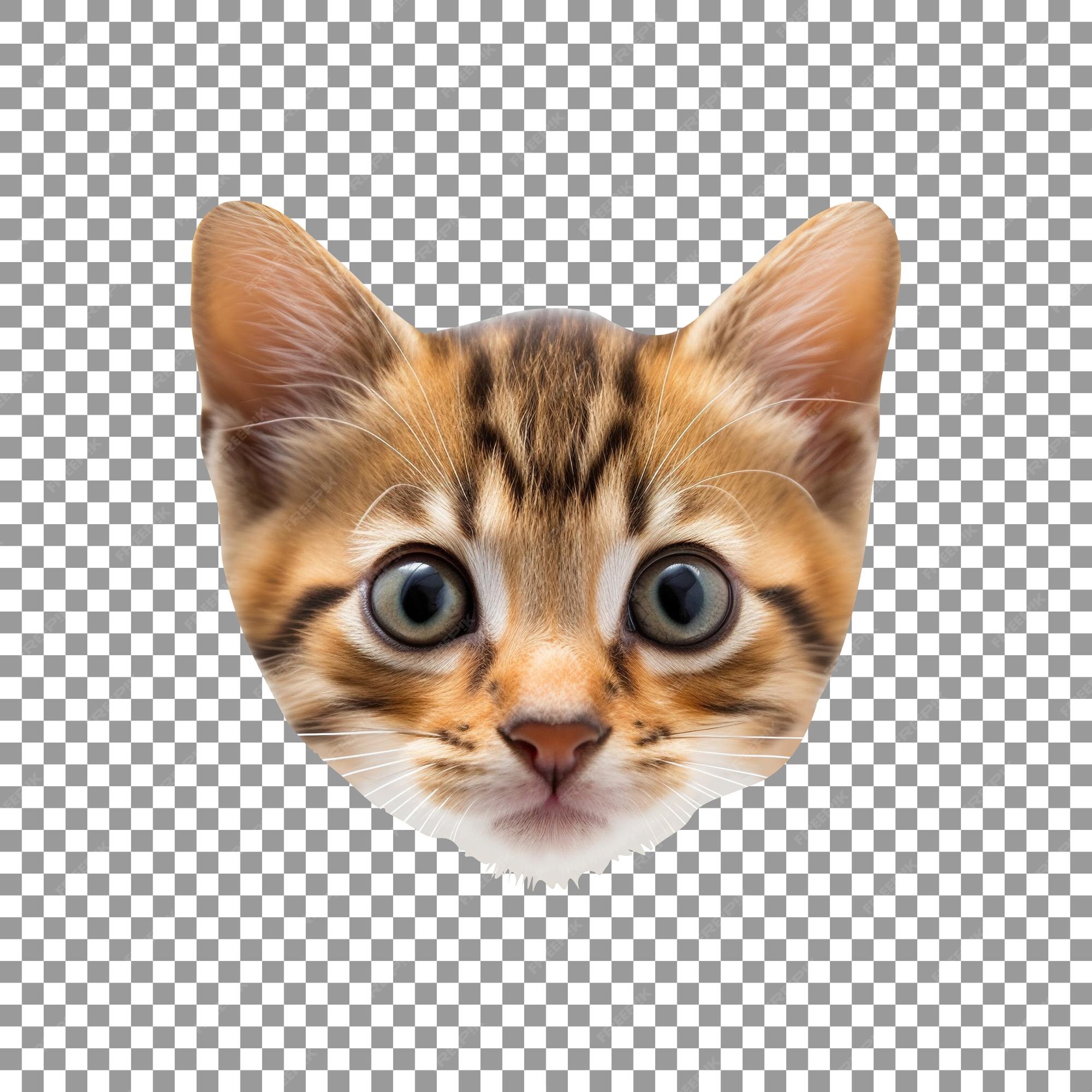 cat transparent background