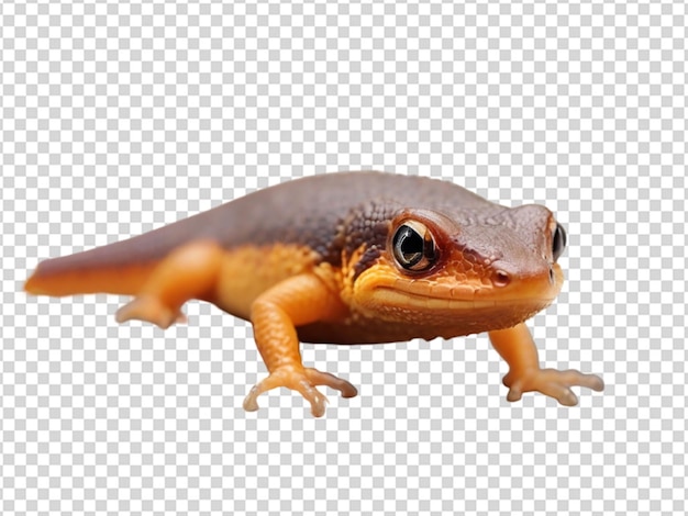 PSD un carino tritone png