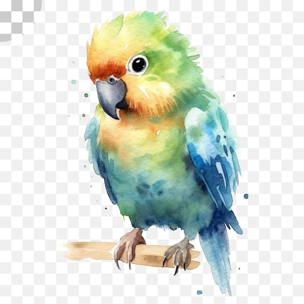Un aquarello di pappagallo carino sullo sfondo trasparente