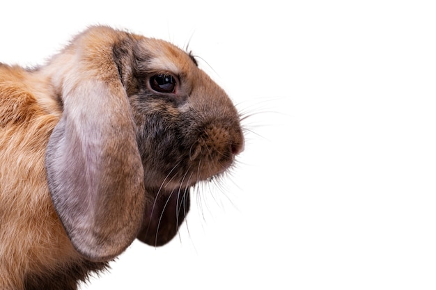 Simpatico ritratto dell'animale domestico del coniglio