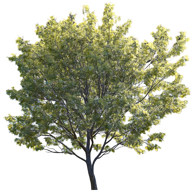 cutout archviz Acer campestre tree psd file transparent background