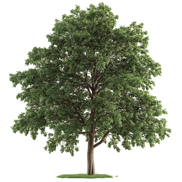 cutout archviz fraxinus tree psd file transparent background
