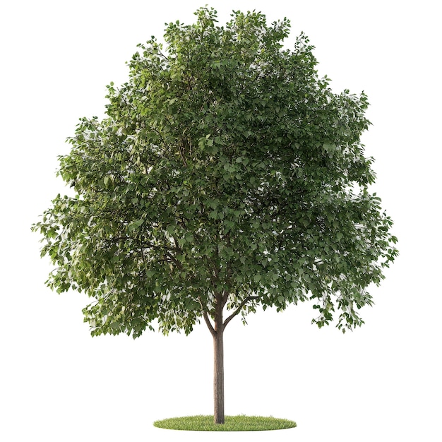 вырезать archviz Fraxinus Tree psd файл прозрачный фон