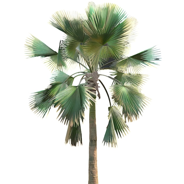 cutout pritchardia_pacifica_fiji_fan_palm transparent background