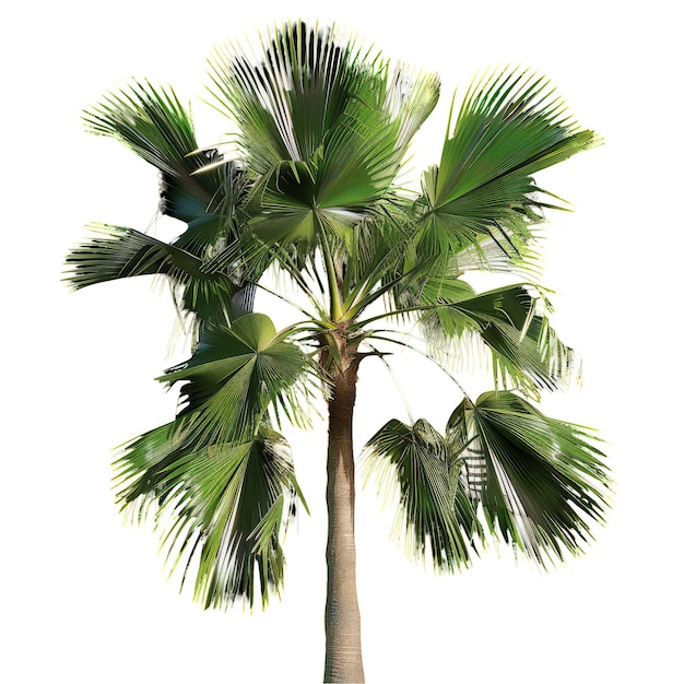 cutout pritchardia_pacifica_fiji_fan_palm transparent background