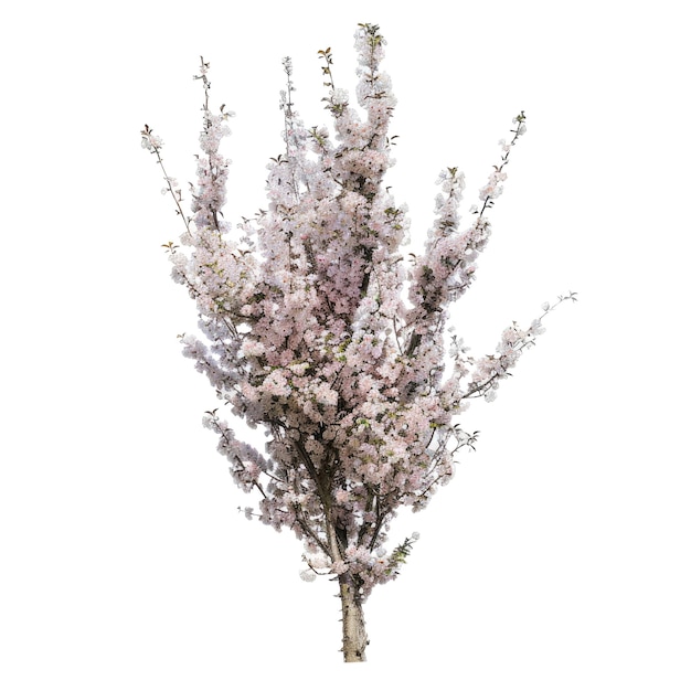 cutout tree flagpole cherry blossom tree prunus_amanogawa transparent background