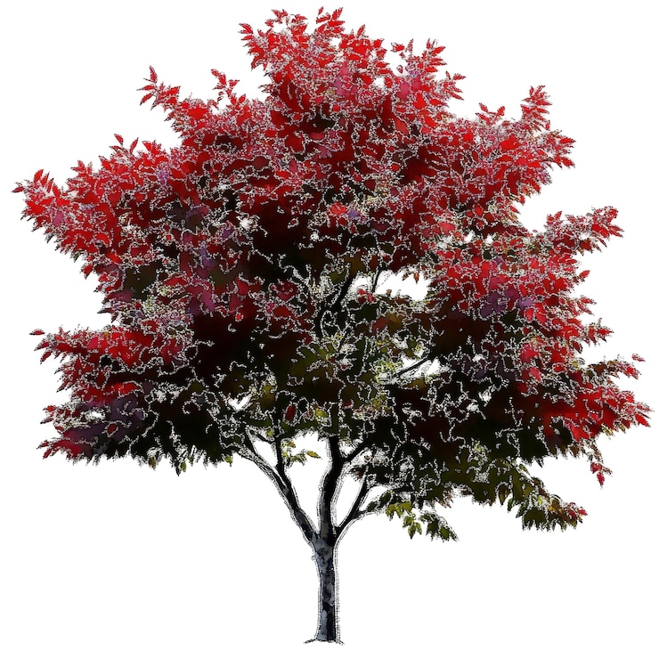 PSD cutout tree psd file transparent background
