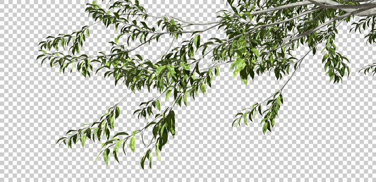 PSD cutout tropics tree branch 3d render psd
