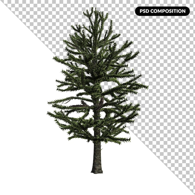 PSD cycas tree isolated 3d