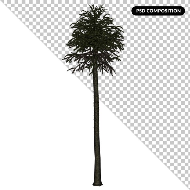 PSD cycas tree isolated 3d