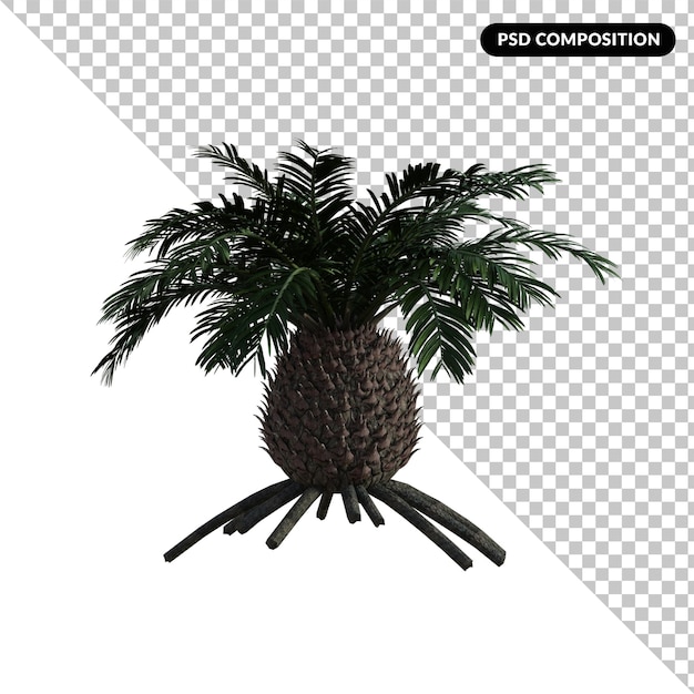 Cycas tree isolated 3d