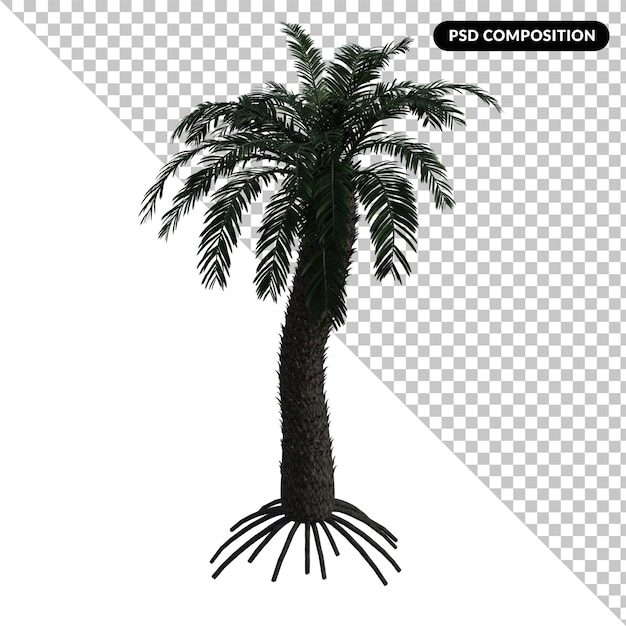 Cycas tree isolated 3d