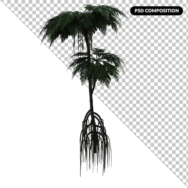 PSD cycas tree isolated 3d