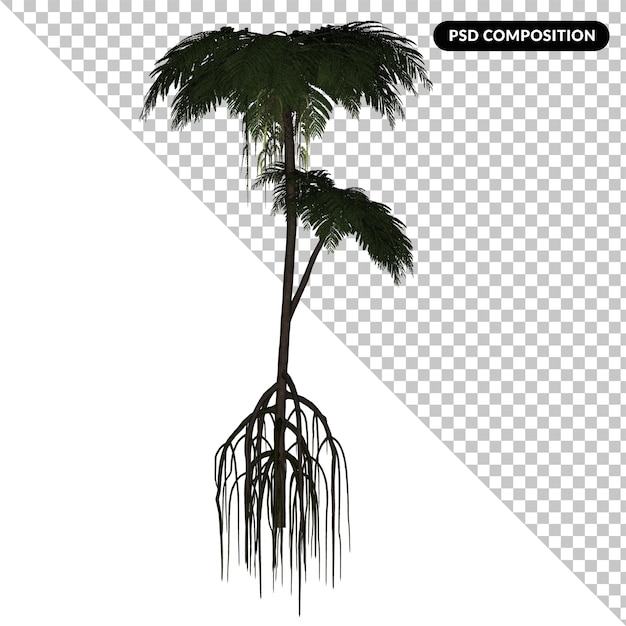 PSD cycas tree isolated 3d