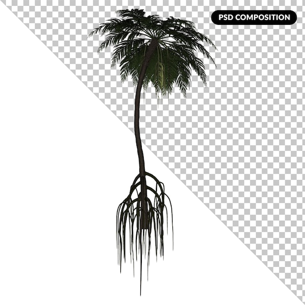 Cycas tree isolated 3d