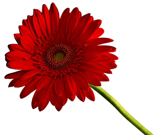 Czerwona Gerbera Clipart Clipartów Kwiat Cyniaku Grafika Czerwony Kwiat Zestaw Kwiatów