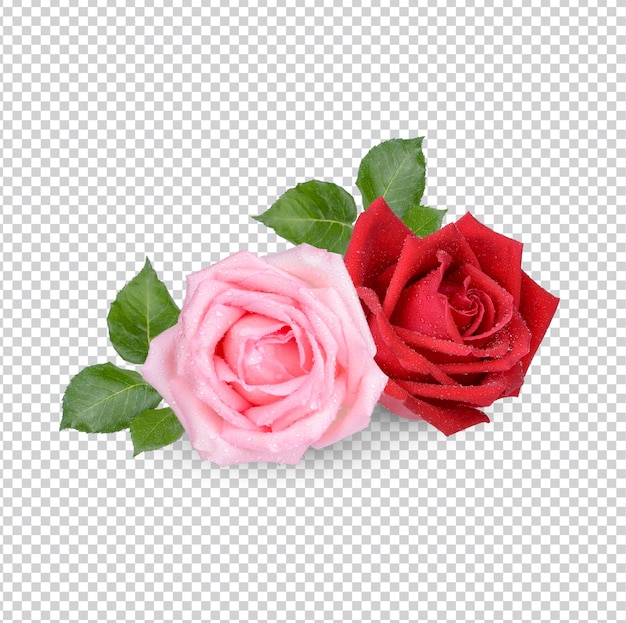 Czerwona i różowa róża z kroplami wody na białym tle Premium PSD
