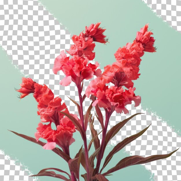 PSD czerwone kwiaty przypominające grzebień koguta umieszczone na przezroczystym tle