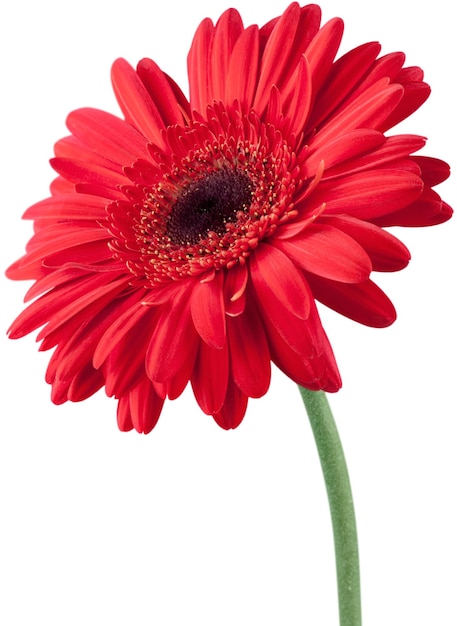 Czerwony Gerbera Daisy Flower