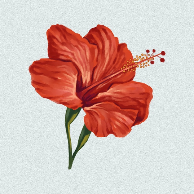 Czerwony hibiskus.