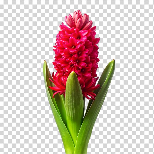 PSD czerwony kwiat hiacyntu izolowany na przezroczystym tle