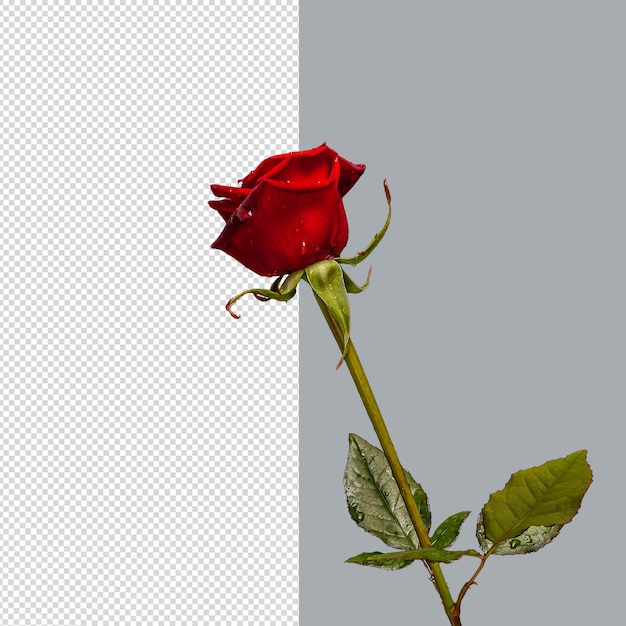 Czerwony Kwiat Róży Na Białym Tle Psd.