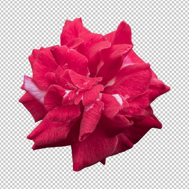 PSD czerwony kwiat róży na białym tle renderowania