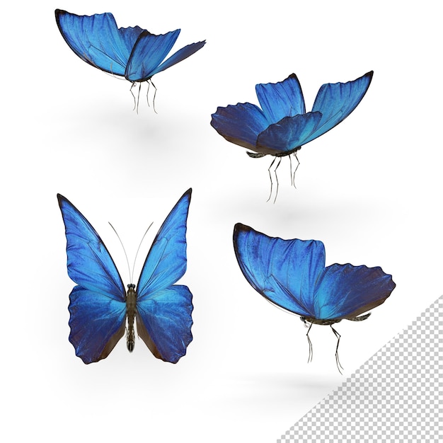 Cztery niebieskie motyle Morpho