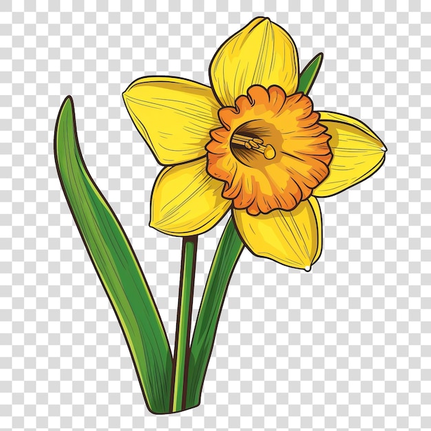 PSD daffodil flower cartoon style isolated on transparent background png